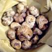 Il pregiatissimo tartufo bianco