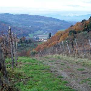 Una vigna nei pressi di Dicomano
