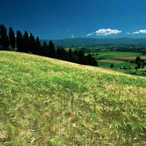 Vacanze Toscana: Landscape with cypresses nearby Borgo San Lorenzo