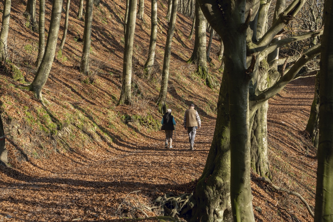 Sentiero nel bosco in autunno, Mugello