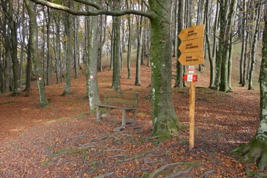 Trekking nel foliage del Mugello