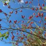 Rosa canina