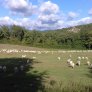 pecore Sasso di Farina G