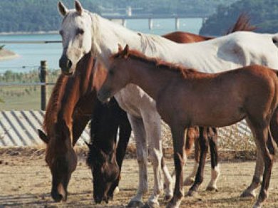 centro ippico pegaso