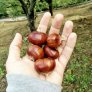 marroni sulpiano con mano