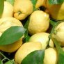 limoni
