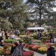 fiorinfiera