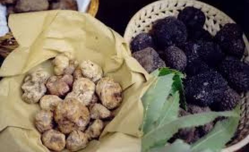 tartufo