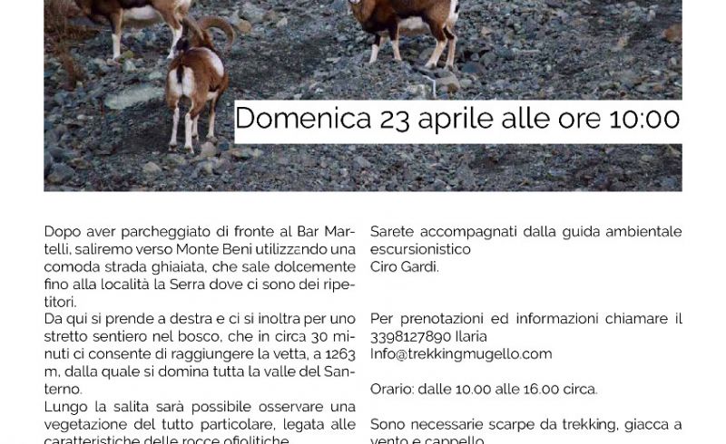 montebeni(1)_1