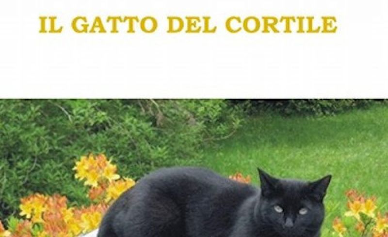 il gatto del cortile