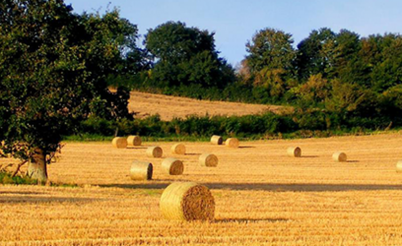agricoltura