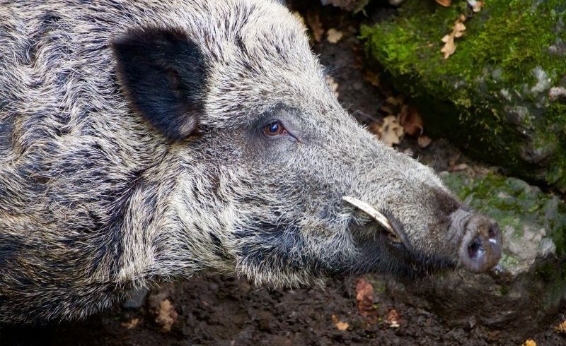 wild-boar-boar-cutting-tooth