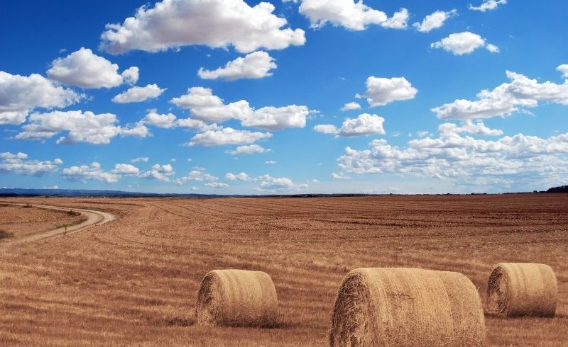 field-agriculture-harvest-village-corn-hay-rye