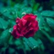 close-up-of-rose-with-water-drops