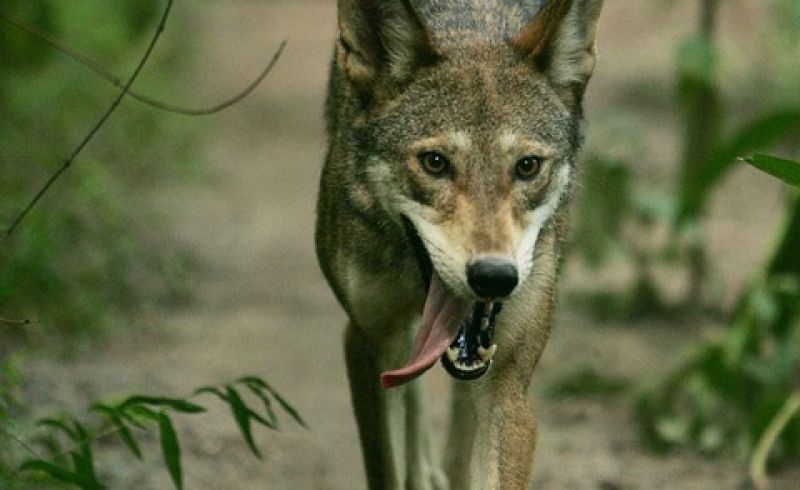 wolf