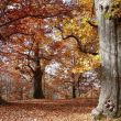 800x490-crop-80-regione-del-mugello