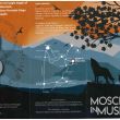 moscheta in musica2