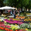 fiorinfiera 1