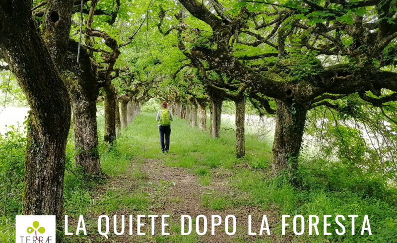 quiete_inst