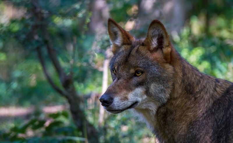 wolf-2