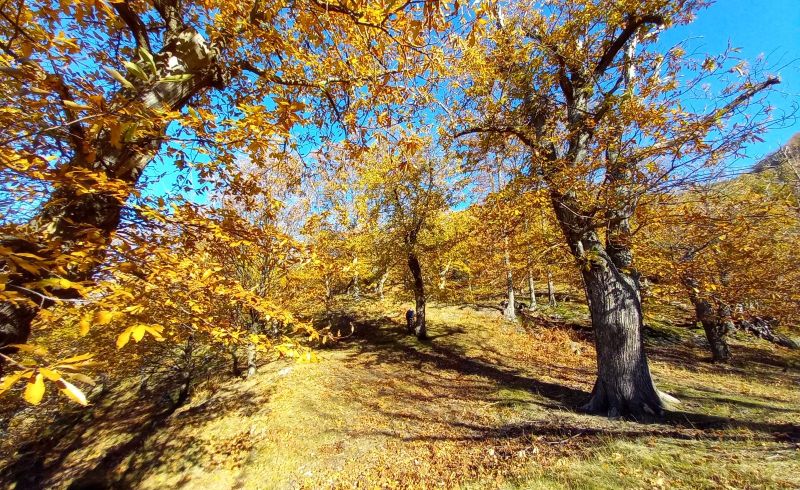 Castagni monumentali moscheta9