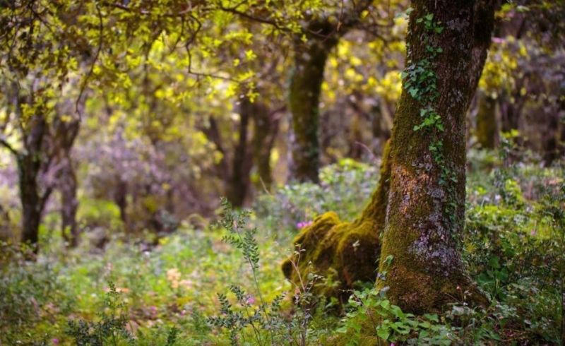 bosco-ficuzza8807831186925992483-1024x584