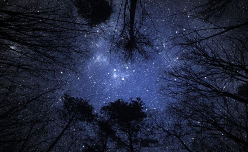 bosco_di_notte5007072117315491807-980x680