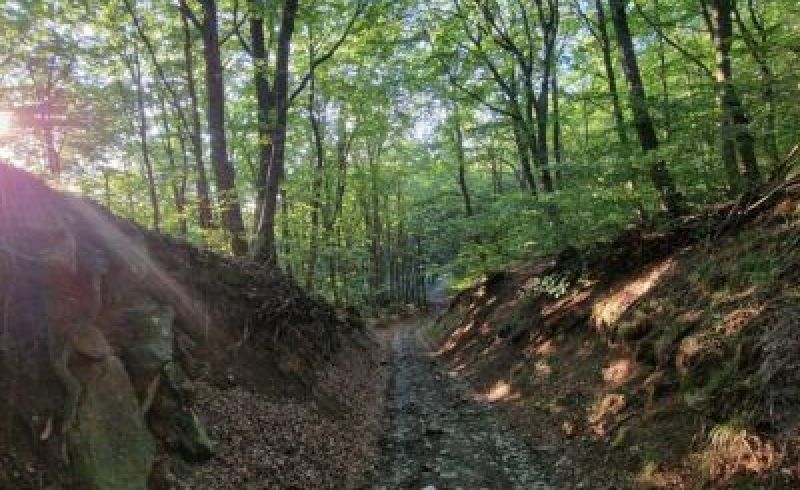 notturna-400x2508937820147242398294-1