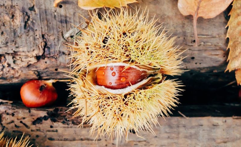 marroni-riccio-marradi