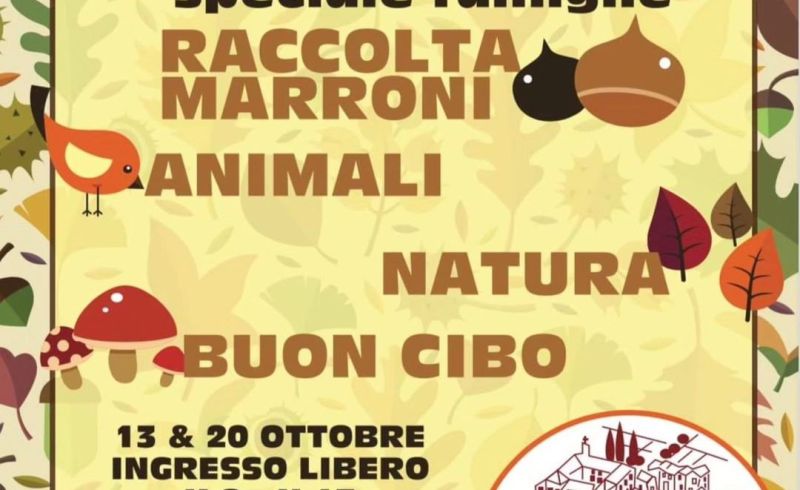 Raccolta-Marroni-Badia-di-Susinana
