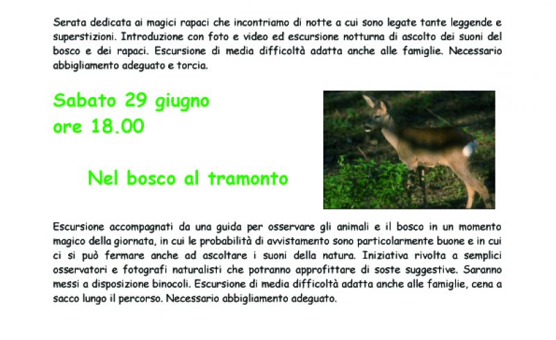 29th/06 - IN THE WOOD AT THE SUNSET - Badia di Moscheta