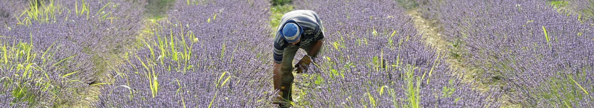 lavanda-salaiole-01-new