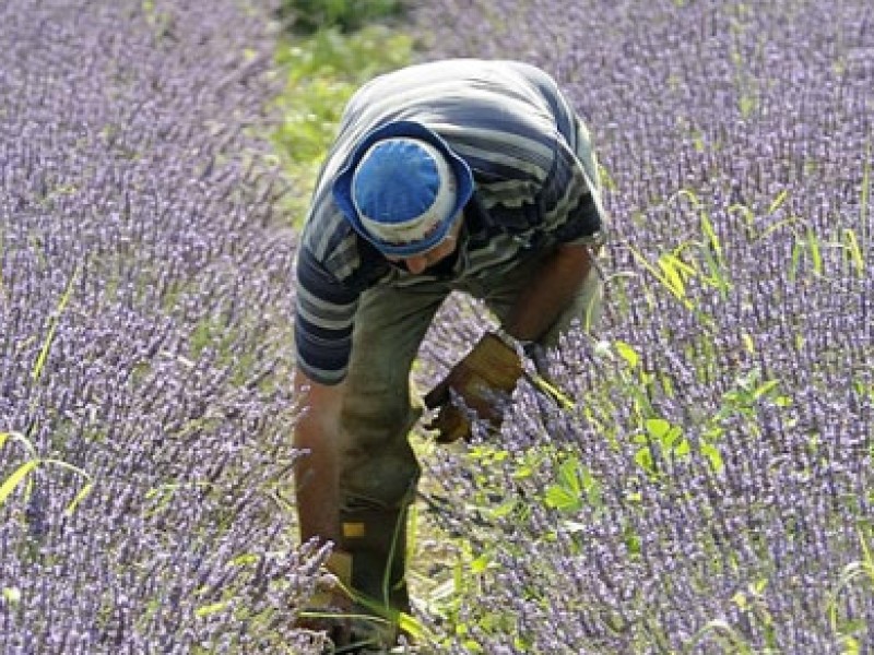 lavanda-salaiole-01-new