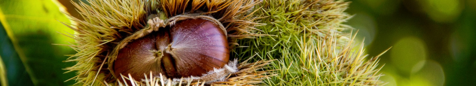 Stefano_Aramini_gastronomia01