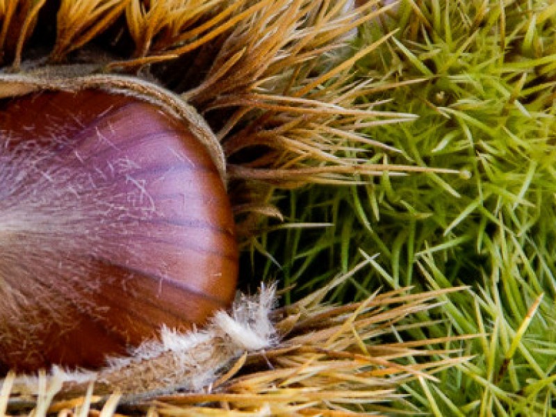 Stefano_Aramini_gastronomia01