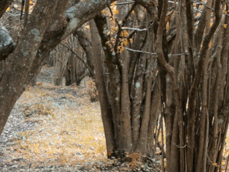 Paolo_Marracchi_natura01A